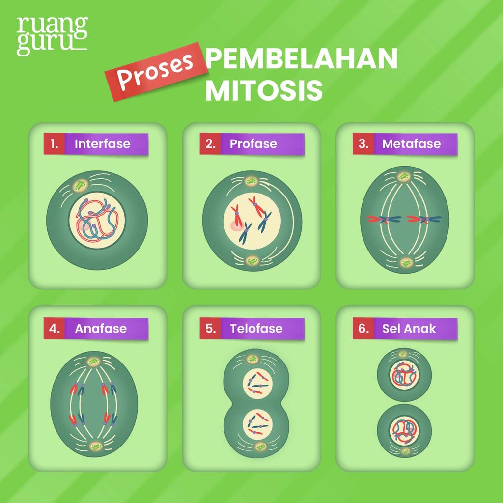 Pengertian & Tahap-Tahap Pembelahan Sel Mitosis | Biologi Kelas 12